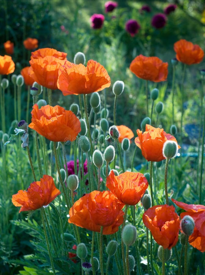 Red poppies