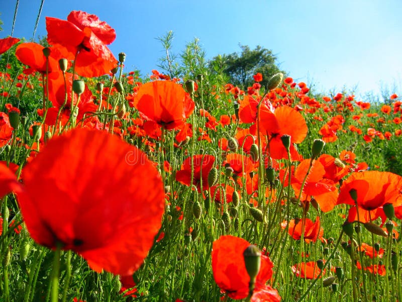 Red poppies