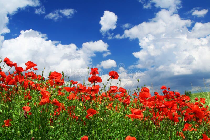 Red poppies