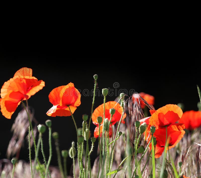 Poppies on a Black Background Stock Image Image of blooming, field