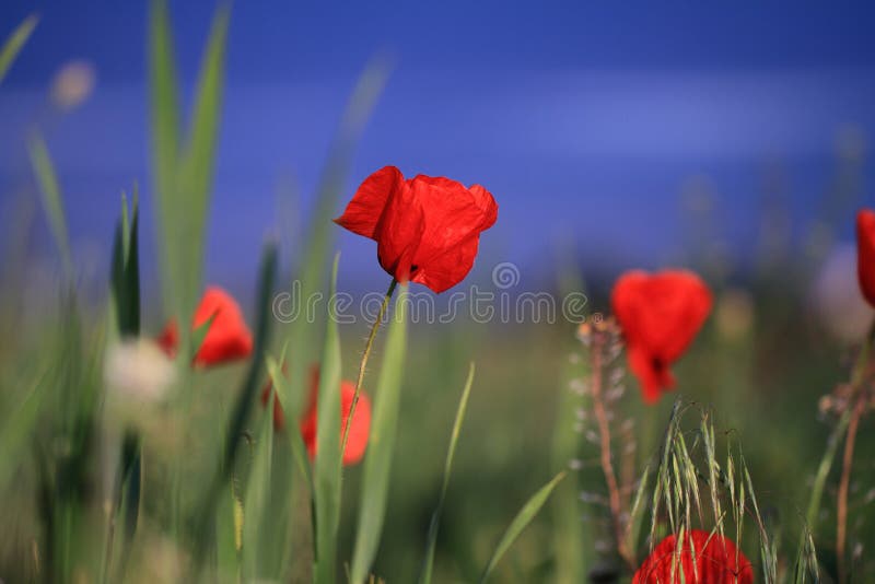Red poppies royalty free stock image