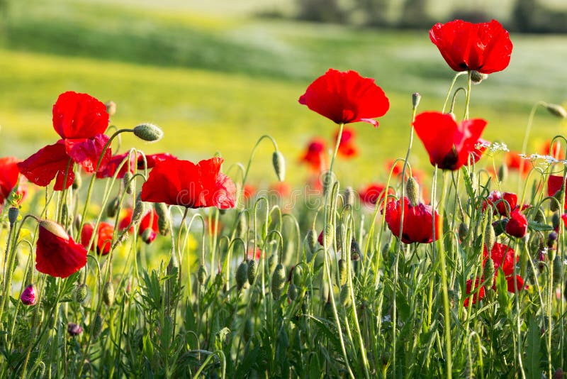 Red poppies