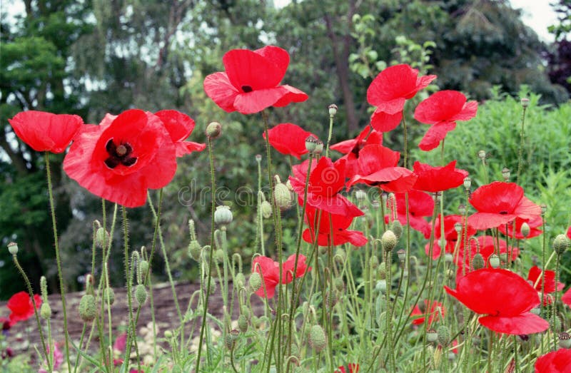 Red poppies stock image. Image of plants, outdoors, vivid 116337581