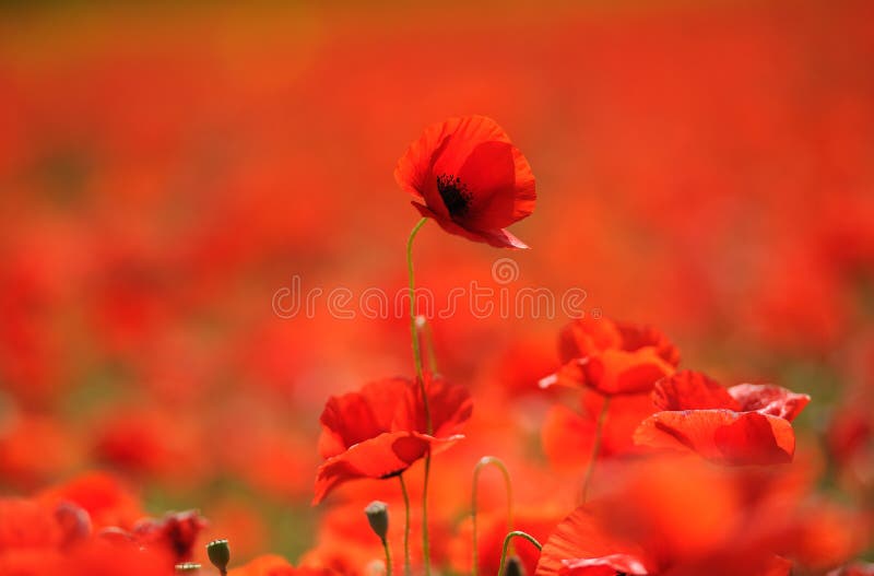 Red poppies in the field stock photos