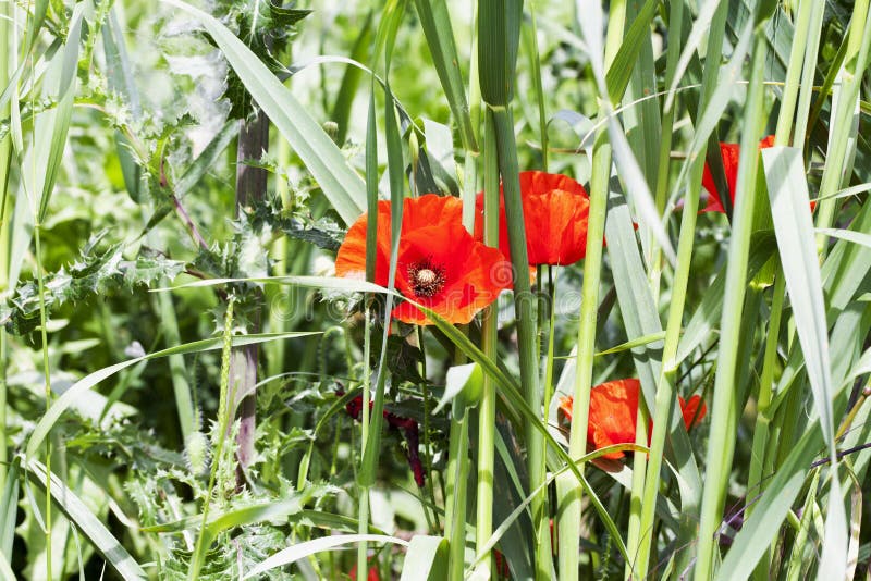 Red poppies in a field stock photo. Image of poppies 66899188