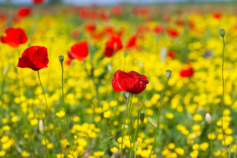 Red poppies in the field stock photo. Image of blue, horizon 54588168