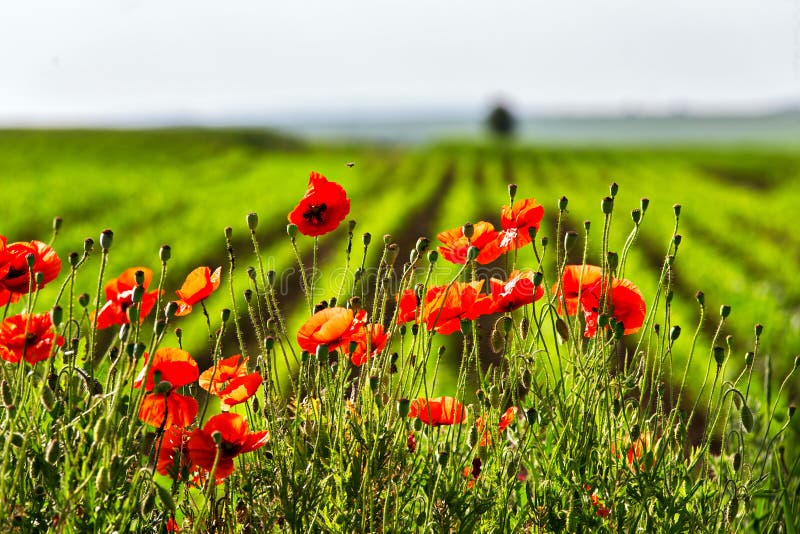 Red poppies flowers blossom on wild field. Natural drugs.