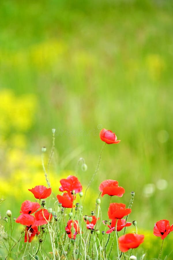 Red poppies on green field stock images