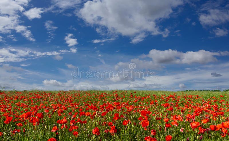 Red poppies in the green meadow with two thirds of blue sky with white clouds. Ideal for banners, greeting cards and wallpaper. Red poppies in the green meadow with two thirds of blue sky with white clouds. Ideal for banners, greeting cards and wallpaper