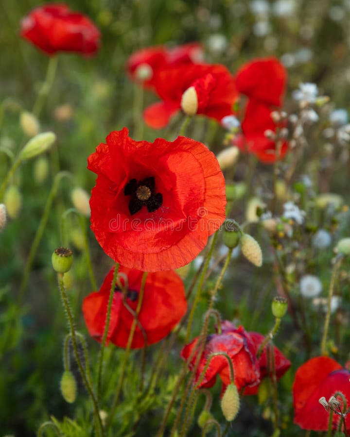 Red Poppies Growing in Field. Stock Photo Image of field, flowers