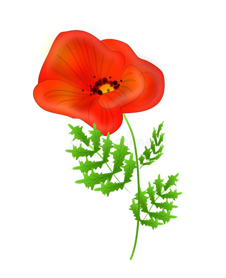 Red Poppies Illustration of Watercolor Stock Illustration ...