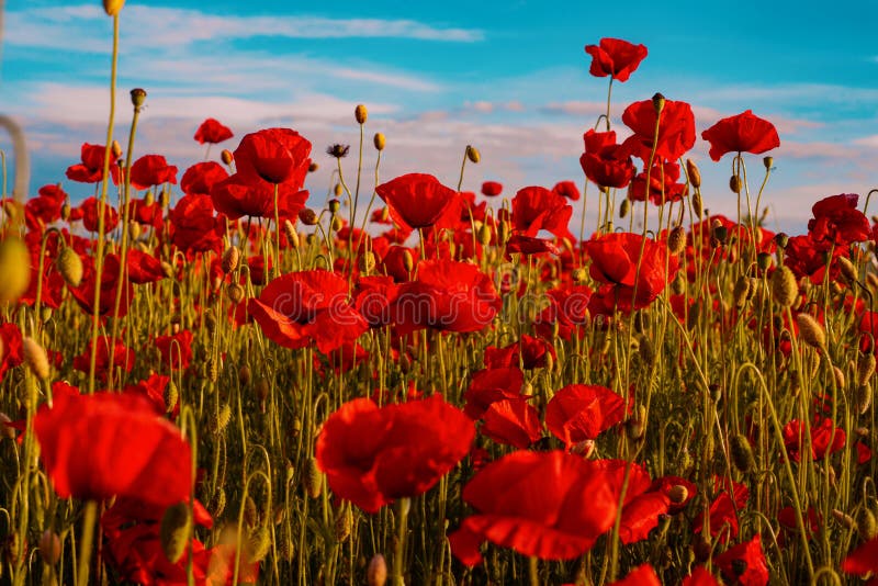 Red Poppies. Poppy Field in Full Bloom Against Sunlight. Remembrance