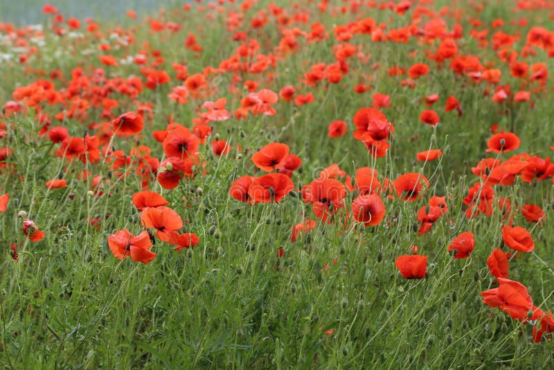 Red Poppies / Poppy Field stock photo. Image of countryside 117378528