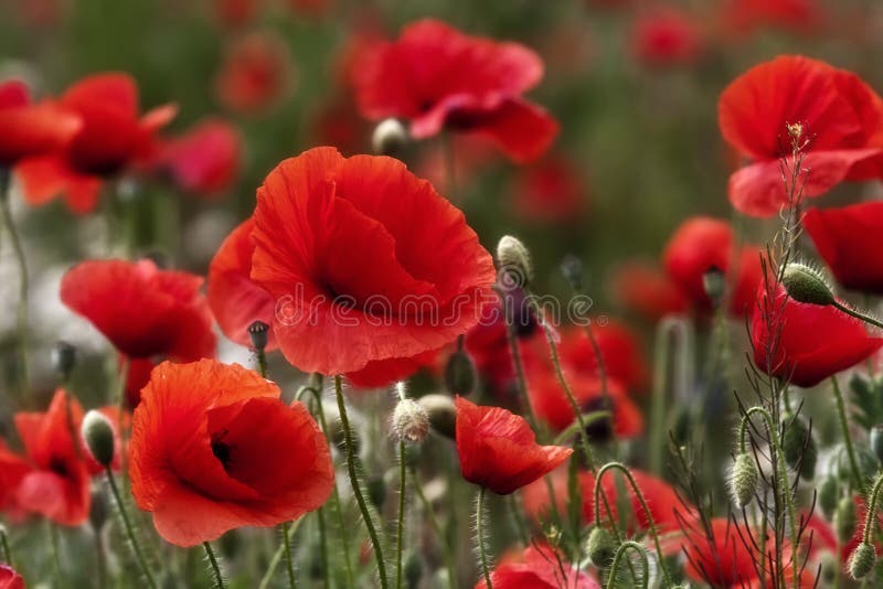 Red poppy