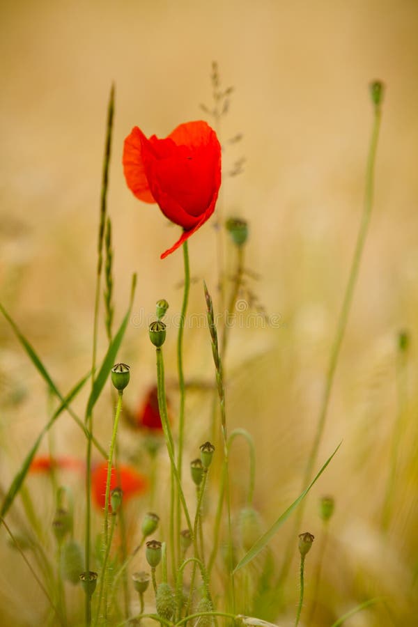 Red poppy