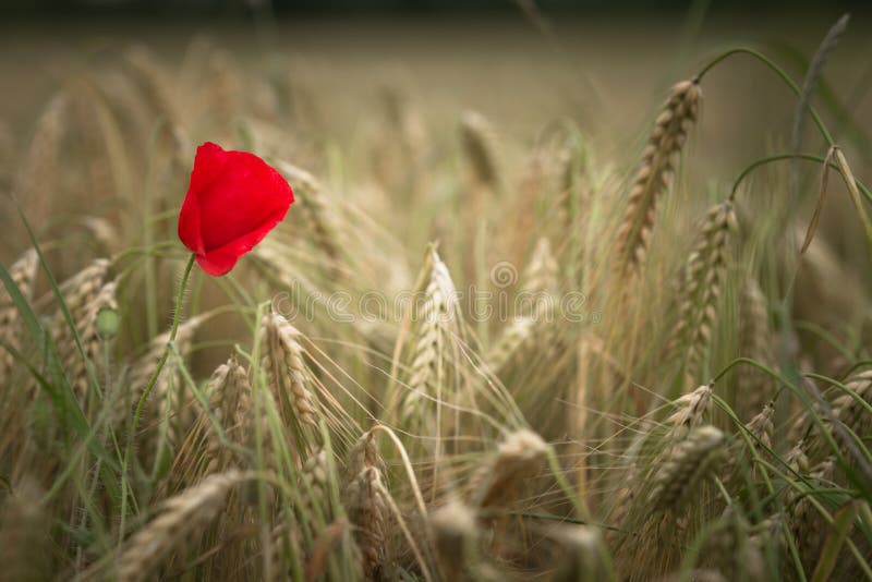 Red poppy