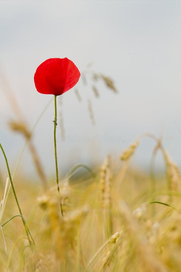 Red poppy