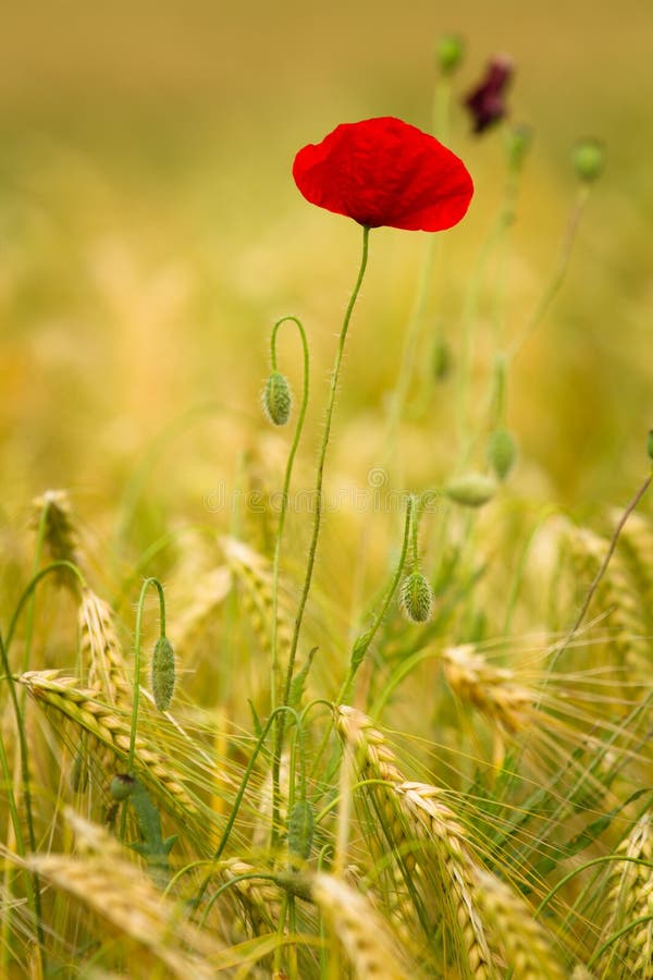 Red poppy