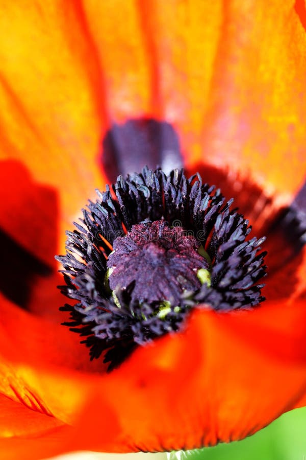 Red poppy