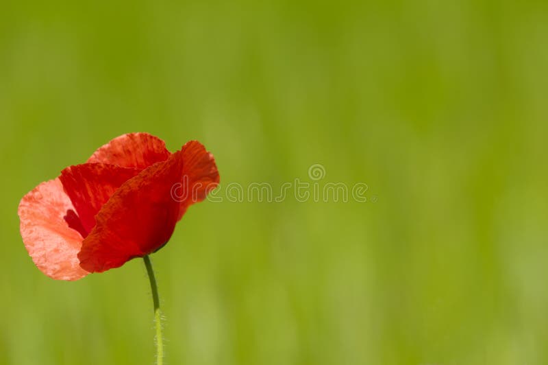 Red poppy