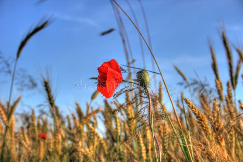 Red poppy