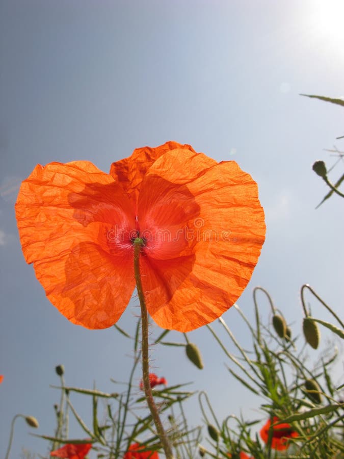 Red poppy