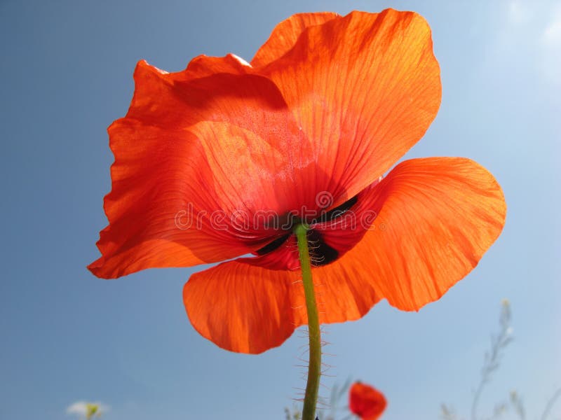 Red poppy