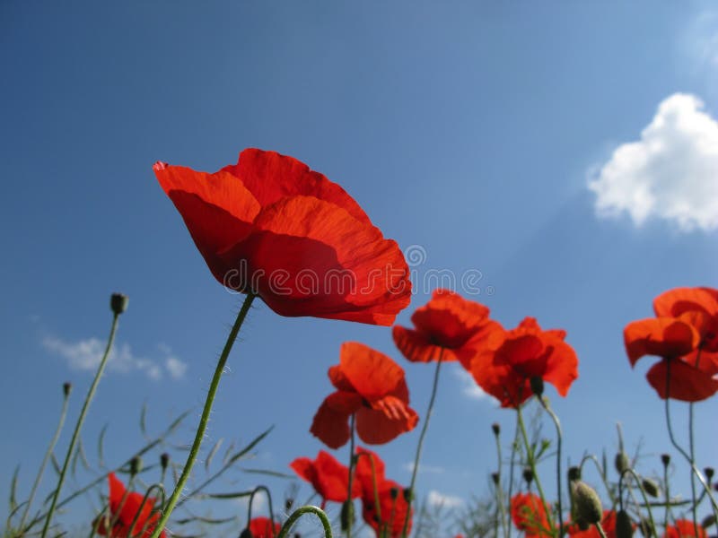 Red poppy