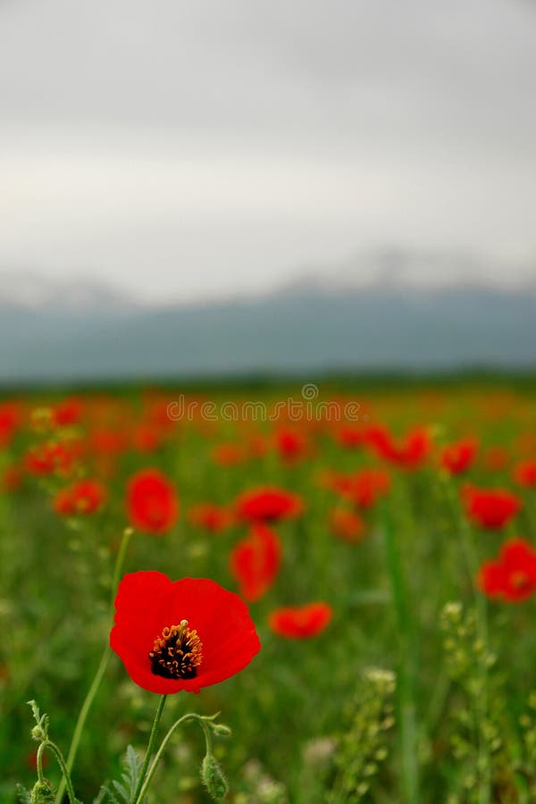 Red Poppy