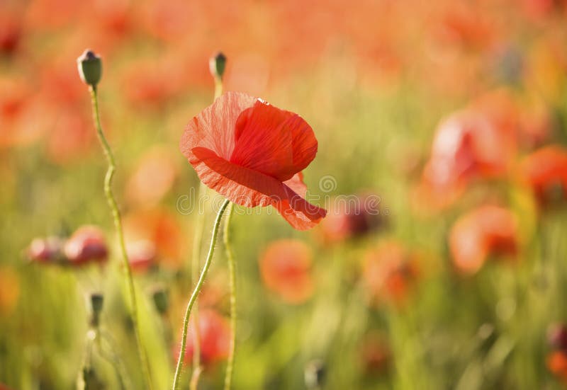 Red poppy