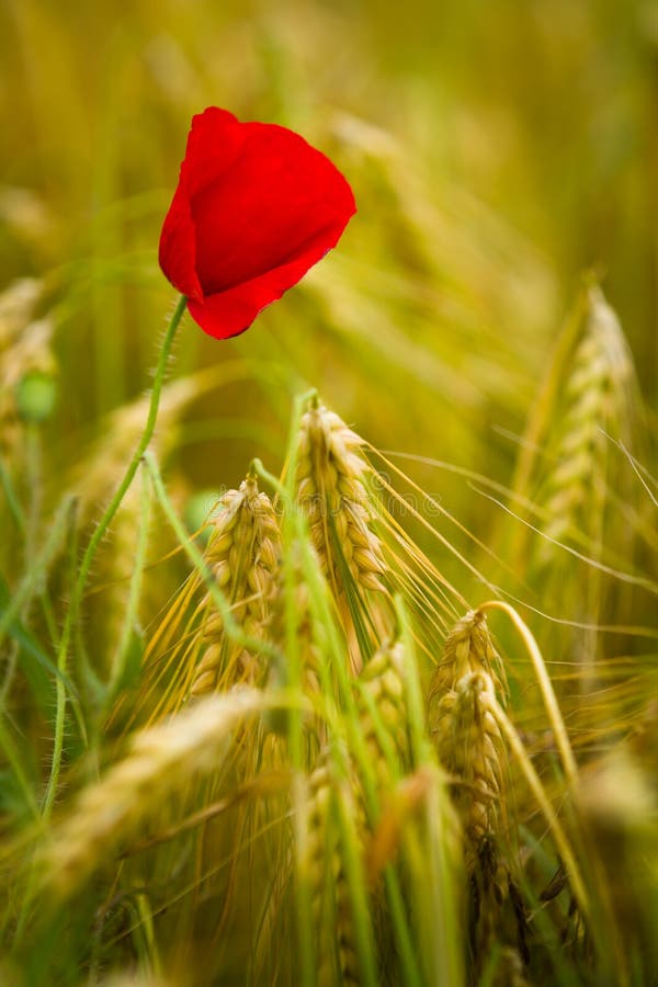 Red poppy in a barley field