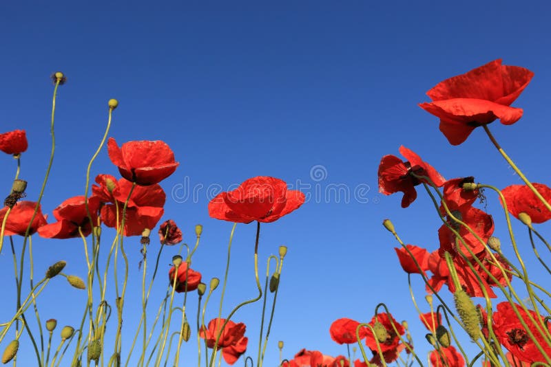 Red poppy on blue sky background royalty free stock photos