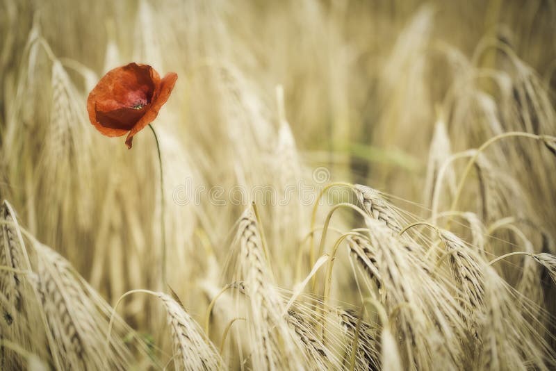 Red poppy or corn rose