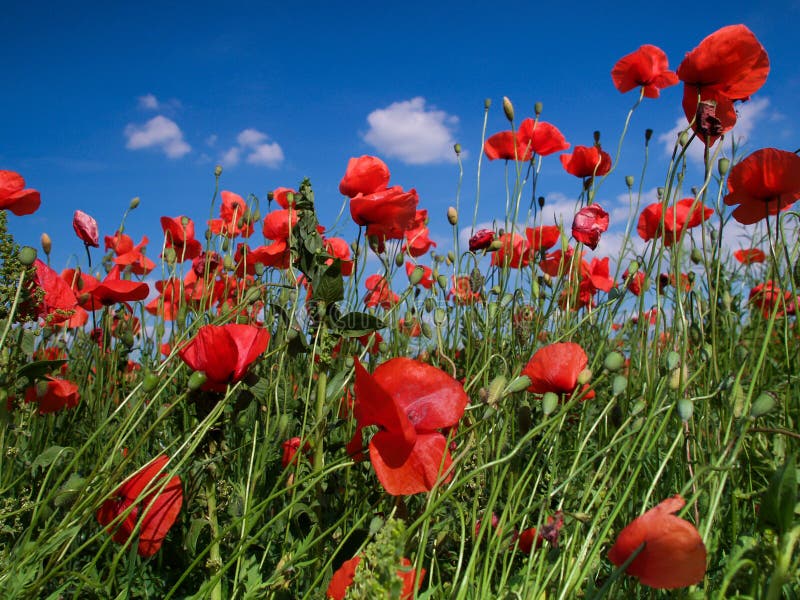 Red poppy in the field stock image. Image of beauty, beautiful - 28941443