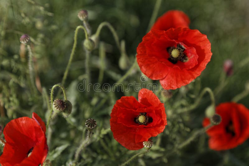 Red poppy stock photo. Image of meadow, spring, plant 72312796