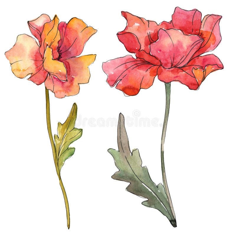 153 Red Poppy Watercolor Botanical Collection Stock Photos - Free ...