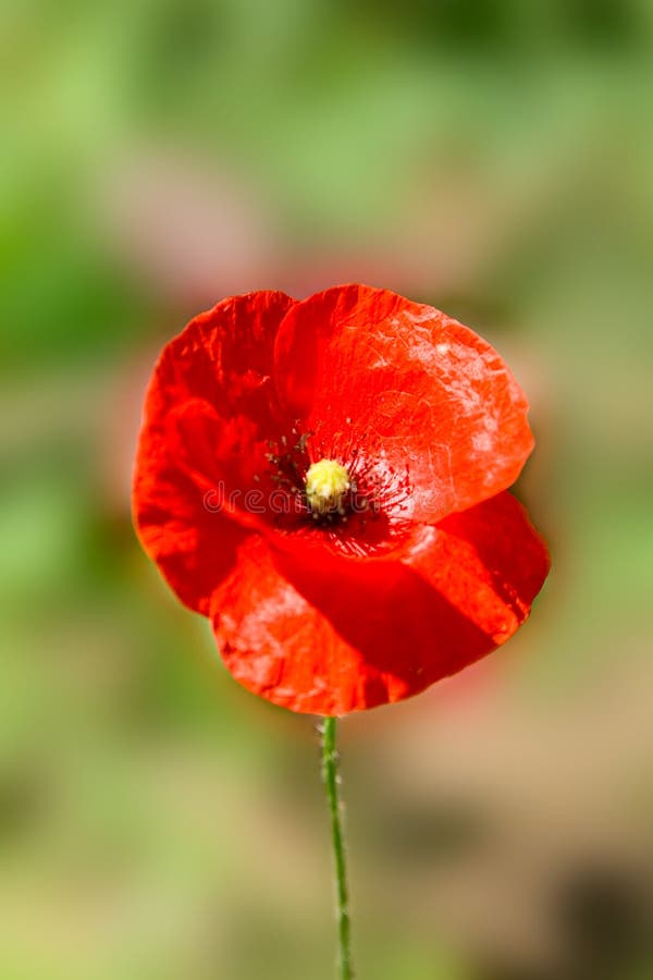 Red poppy flower background