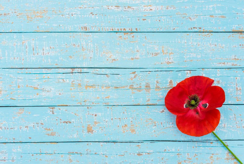 Red poppy flower on blue wooden background for Rememberance Day with copy space