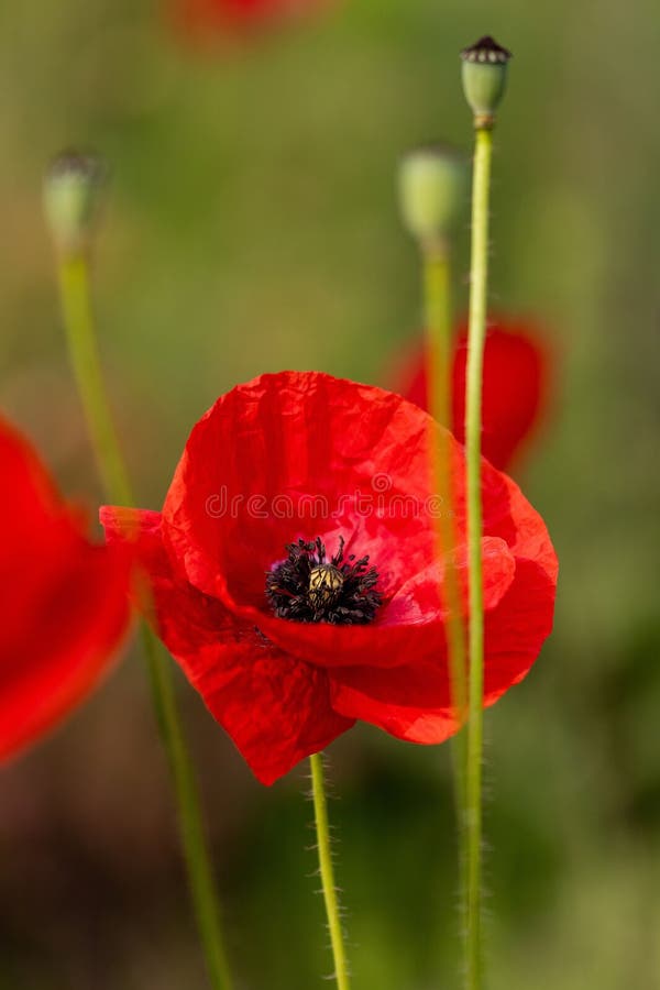 Red poppy flower with a blurred green background, showcasing its delicate petals and dark center. royalty free stock photo