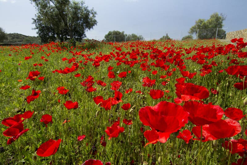 Red poppy flower field stock photo. Image of plant, beautiful - 33179938