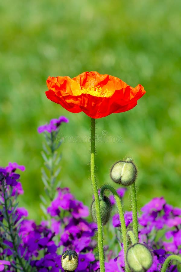 Red Poppy Flower in the Garden Stock Image Image of flowerbed, poppy