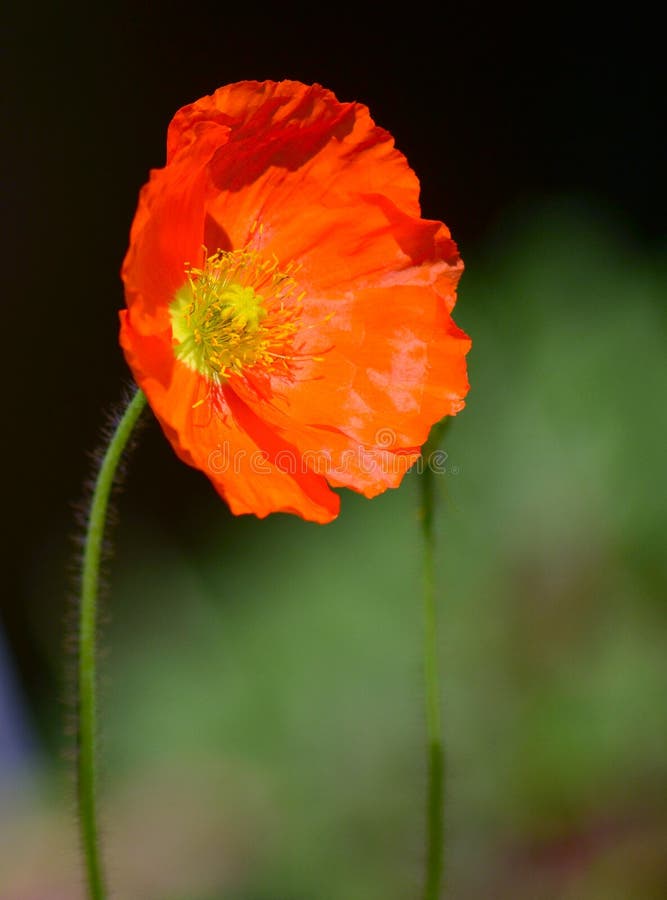 Red Poppy Flower stock image. Image of seasonal, season 36361963