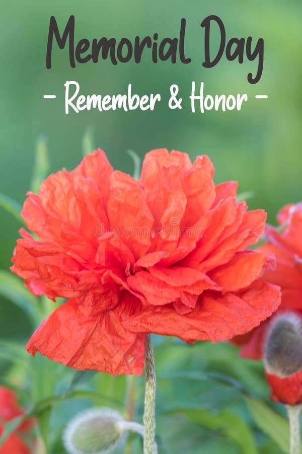 Red Poppy flower for Memorial Day Remember and Honor text