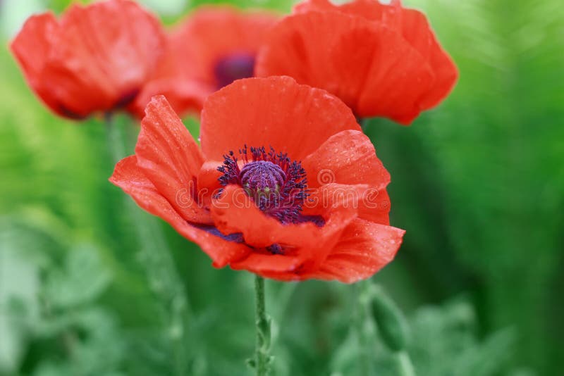 Red poppy flower or Papaver on the meadow, symbol of Remembrance Day or Poppy Day