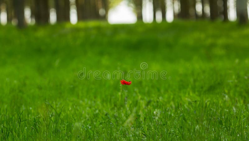 red poppy flower in a poplar tree forest