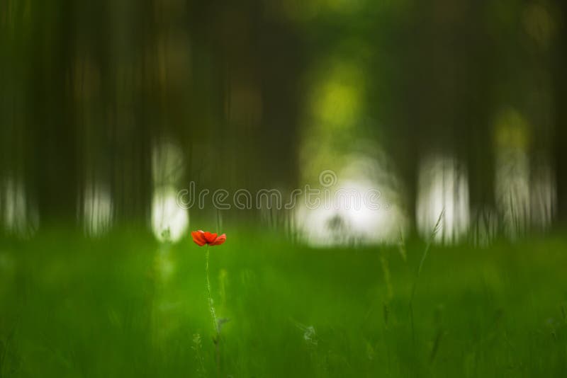 red poppy flower in a poplar tree forest