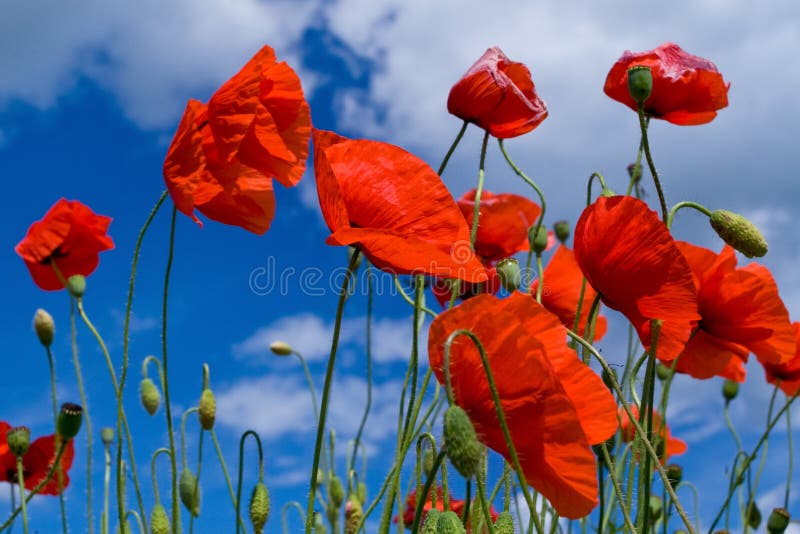 Red poppy flowers royalty free stock photos
