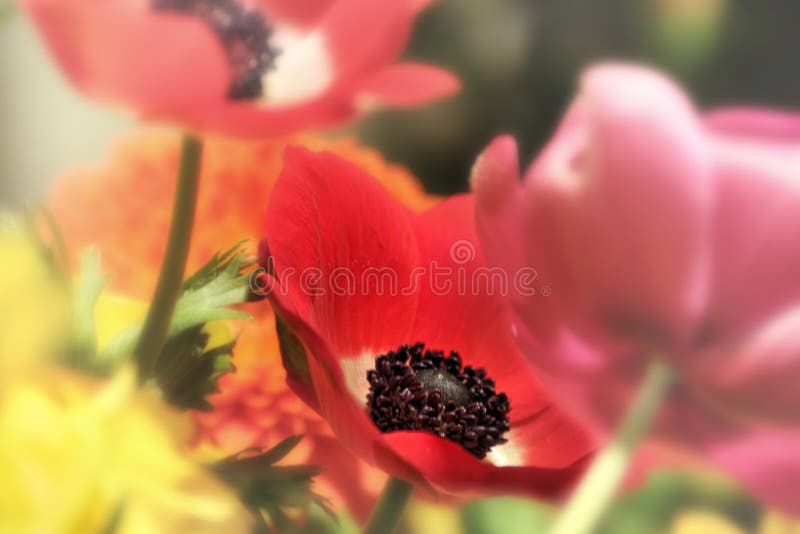 Red Poppy Flowers