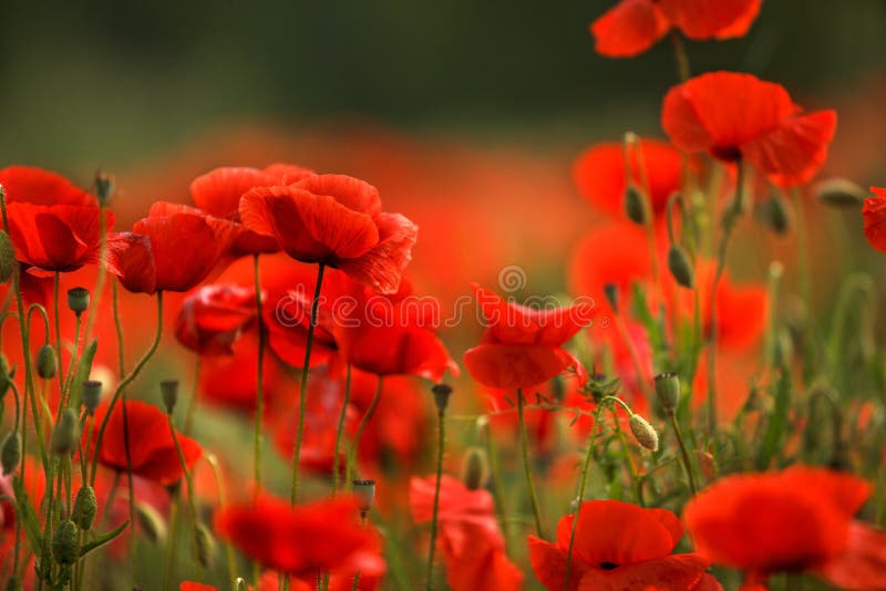 Red Poppy Flowers royalty free stock photo