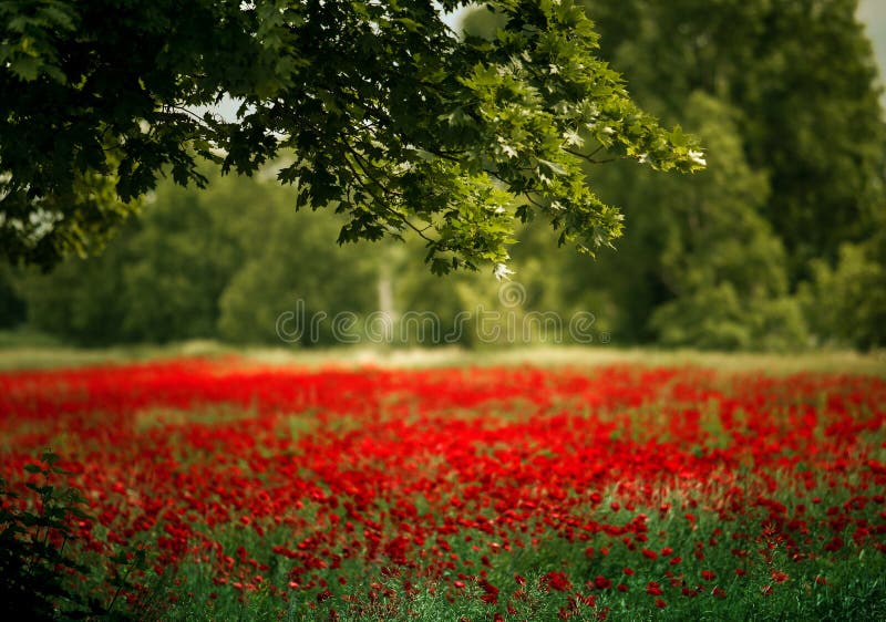 Red Poppy Flowers royalty free stock photo